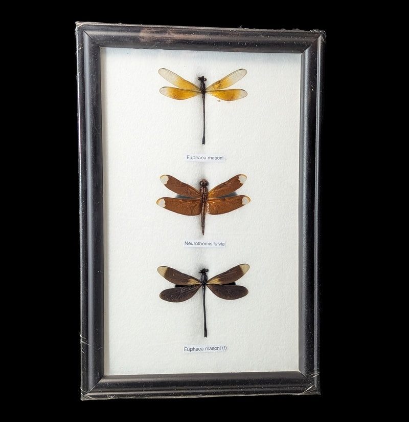 Three Riker Mounted Dragonflies-Insects-World Buyers-PaxtonGate