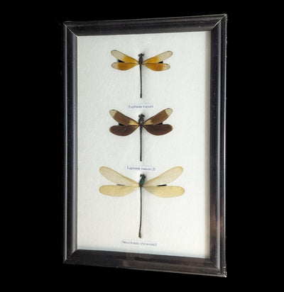 Three Riker Mounted Dragonflies-Insects-World Buyers-PaxtonGate