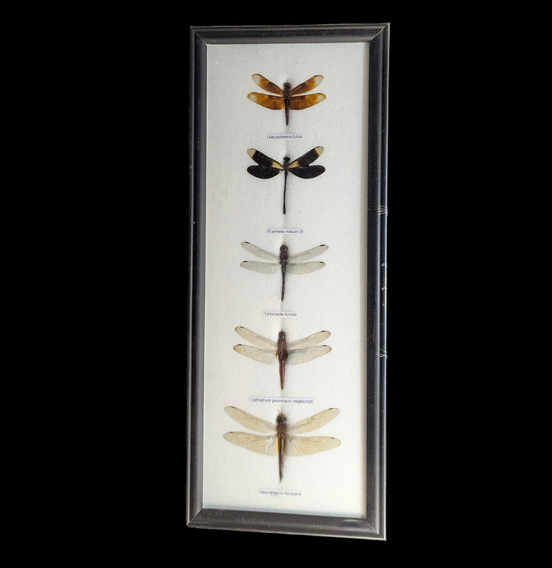 Five Riker Mounted Dragonflies-Insects-World Buyers-PaxtonGate