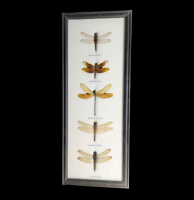 Five Riker Mounted Dragonflies-Insects-World Buyers-PaxtonGate