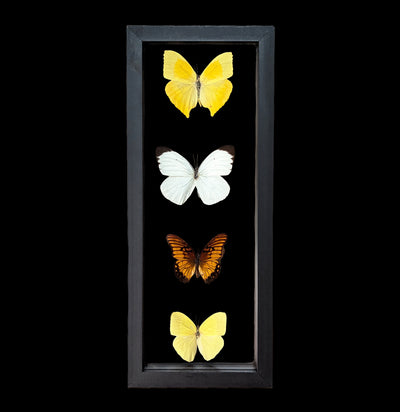 Four Double Glass Framed Mixed Butterflies-Insects-Natural Insect-PaxtonGate