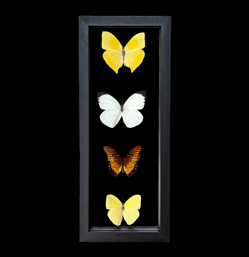 Four Double Glass Framed Mixed Butterflies-Insects-Natural Insect-PaxtonGate