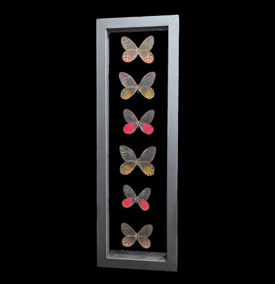 Six Double Glass Framed Glasswing Butterflies-Insects-Natural Insect-PaxtonGate