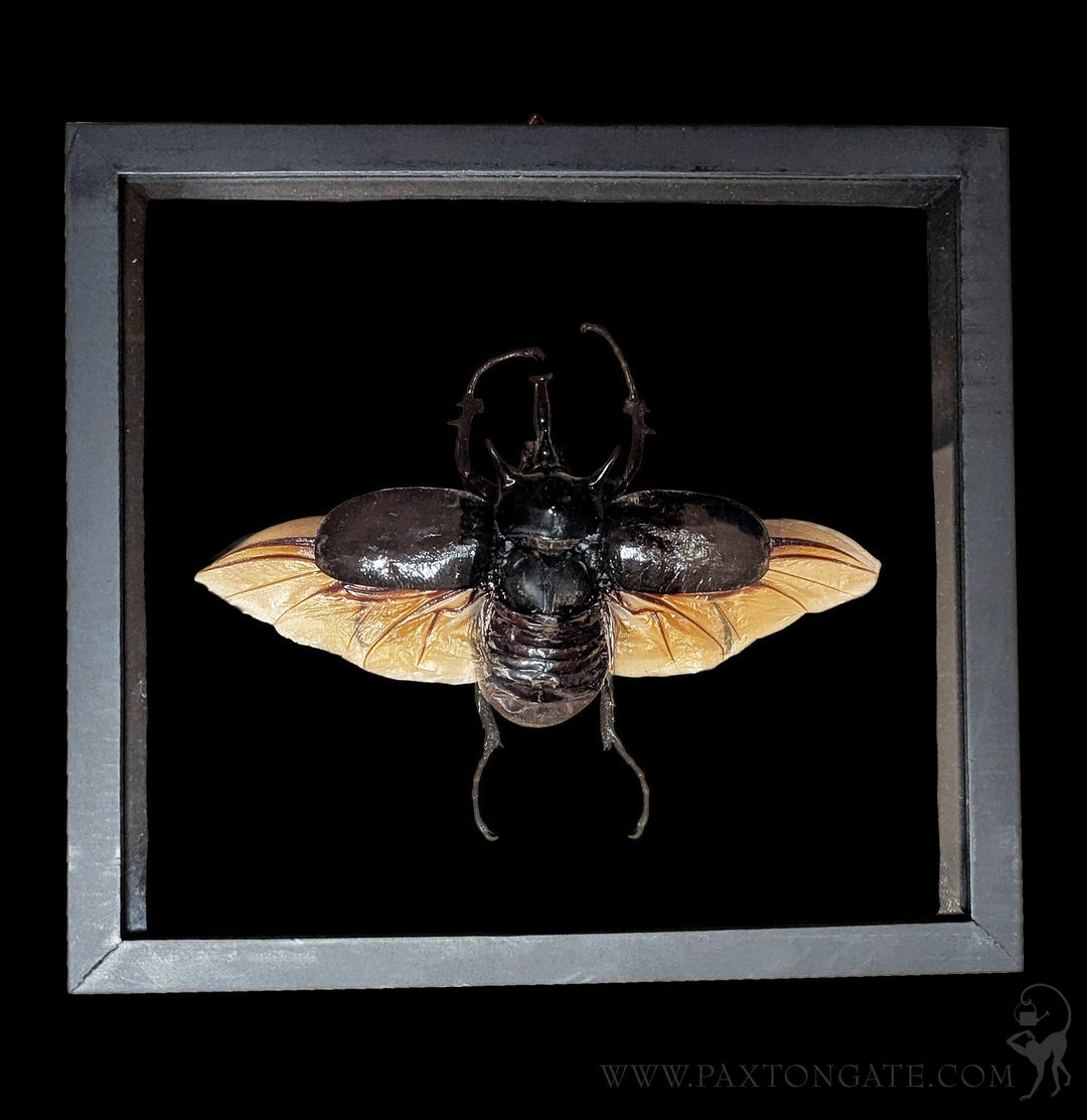 Double Glass Framed Megasoma Mars Beetle For Sale | Paxton Gate