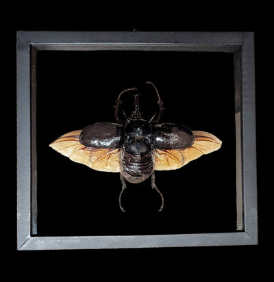 Double Glass Framed Megasoma Mars Beetle-Insects-Natural Insect-PaxtonGate