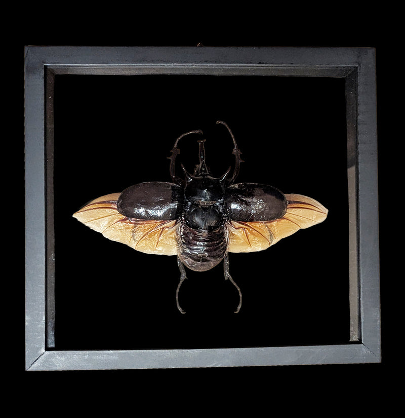 Double Glass Framed Megasoma Mars Beetle-Insects-Natural Insect-PaxtonGate