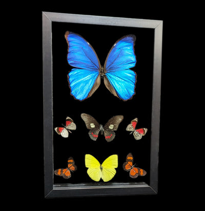 Double Glass Framed Morpho plus 6 Butterflies-Insects-Peru Butterflies-PaxtonGate