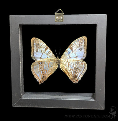 Double Glass Framed Morpho Sulkowskyi Butterfly-Insects-Butterflies By God-PaxtonGate