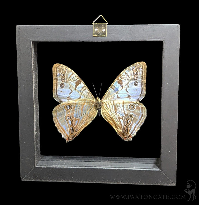 Double Glass Framed Morpho Sulkowskyi Butterfly-Insects-Butterflies By God-PaxtonGate