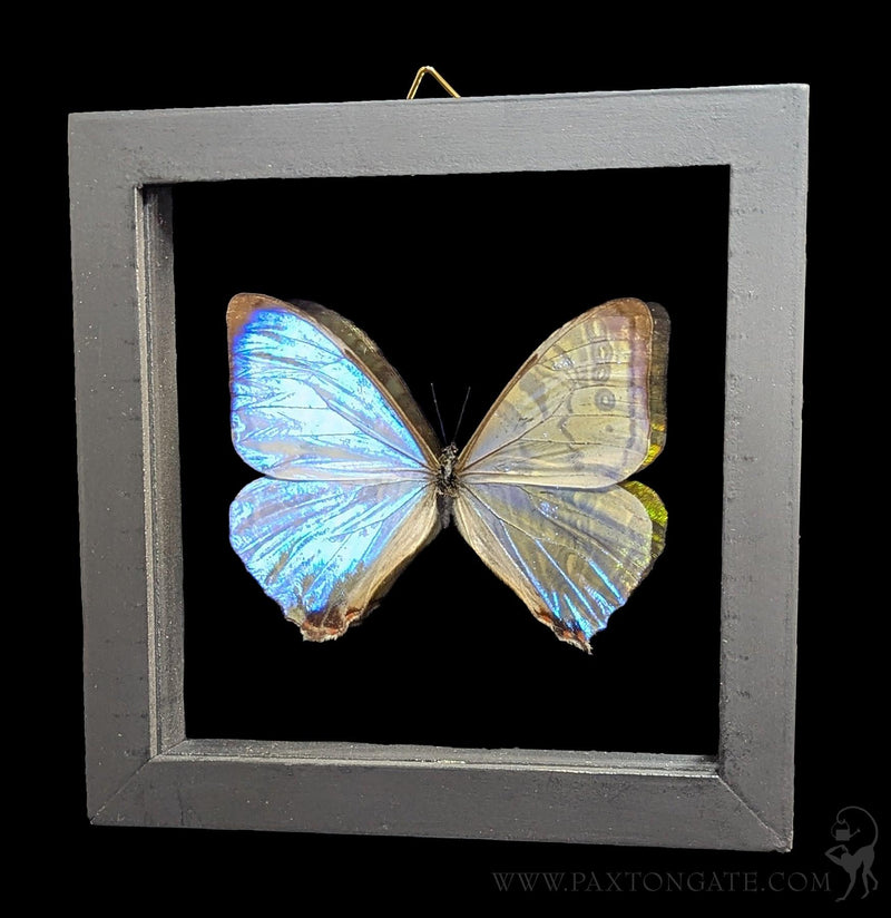 Double Glass Framed Morpho Sulkowskyi Butterfly-Insects-Butterflies By God-PaxtonGate
