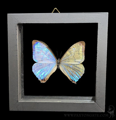 Double Glass Framed Morpho Sulkowskyi Butterfly-Insects-Butterflies By God-PaxtonGate
