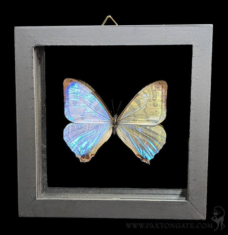 Double Glass Framed Morpho Sulkowskyi Butterfly-Insects-Butterflies By God-PaxtonGate
