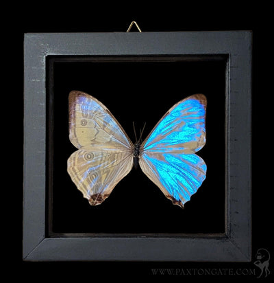 Double Glass Framed Morpho Sulkowskyi Butterfly-Insects-Butterflies By God-PaxtonGate