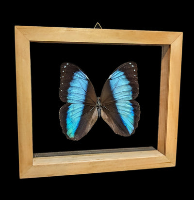 Double Glass Framed Morpho Achilles Butterfly-Insects-Butterflies By God-PaxtonGate