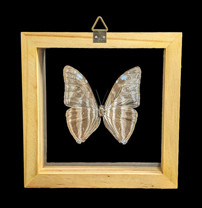 Double Glass Framed Morpho Adonis Butterfly-Insects-Natural Insect-PaxtonGate