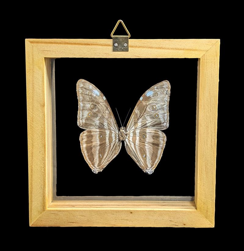 Double Glass Framed Morpho Adonis Butterfly-Insects-Natural Insect-PaxtonGate