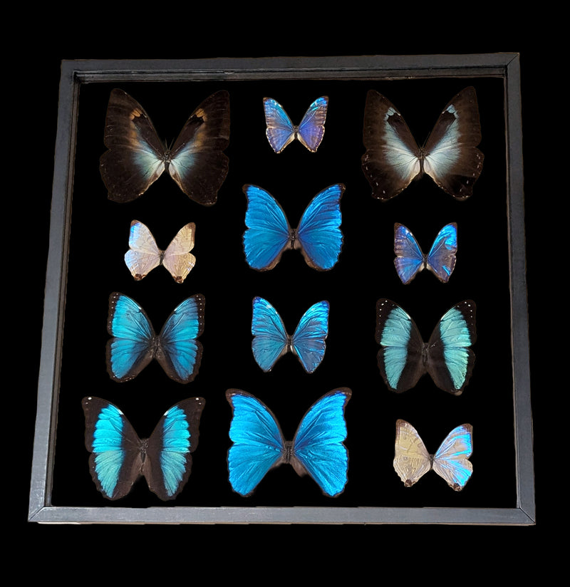 Twelve Double Glass Framed Morpho Butterflies-Insects-Natural Insect-PaxtonGate