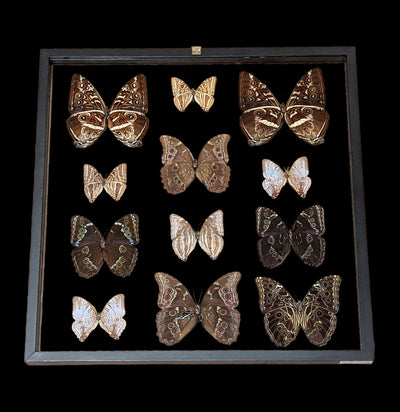 Twelve Double Glass Framed Morpho Butterflies-Insects-Natural Insect-PaxtonGate