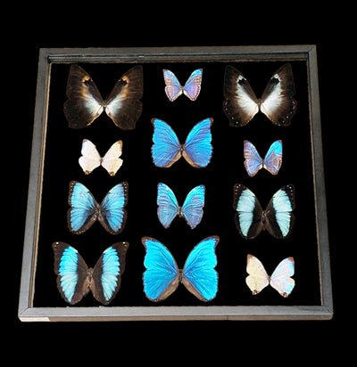 Twelve Double Glass Framed Morpho Butterflies-Insects-Natural Insect-PaxtonGate