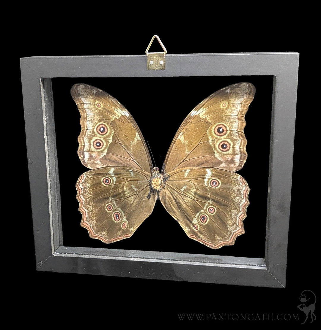Double Glass Framed Morpho Didius Butterfly For Sale | Paxton Gate