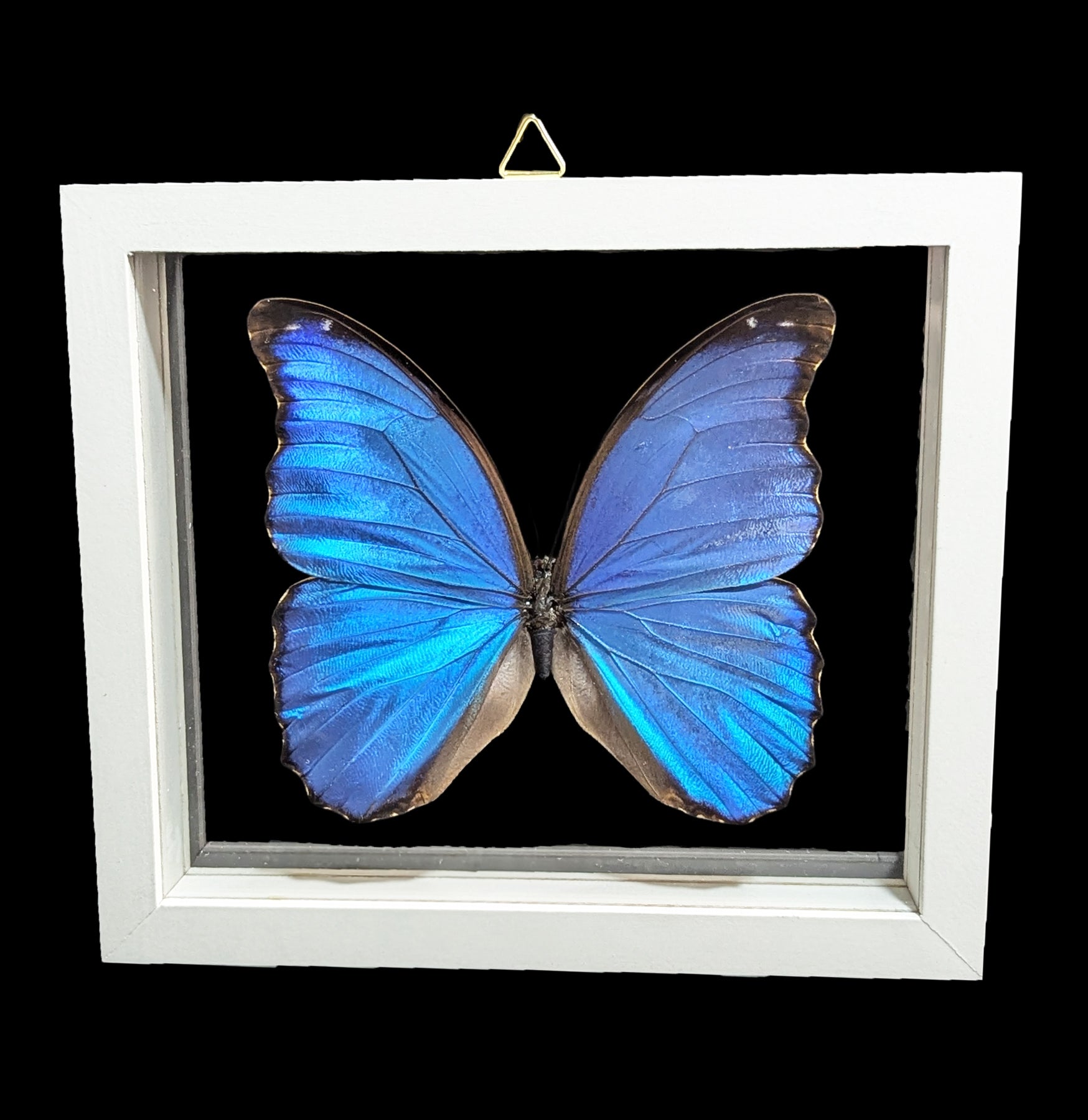 蝶 標本 Morpho didius Morpho didius - Wikipedia