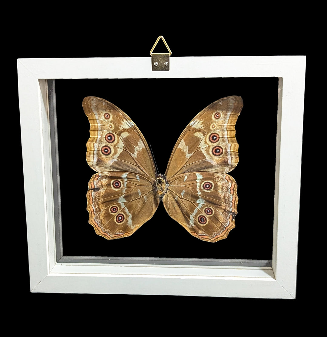 蝶 標本 Morpho didius Amazon.co.jp: 蝶の標本 ディディウスモルフォ Morpho didius