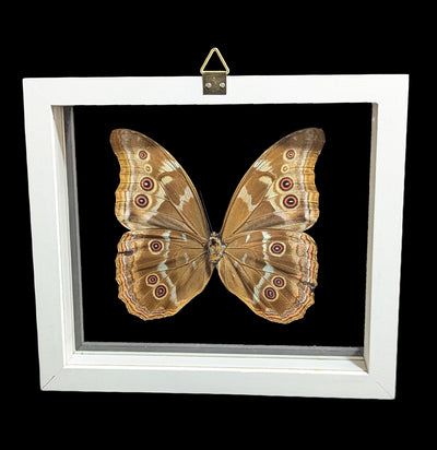Double Glass Framed Morpho Didius Butterfly-Insects-Natural Insect-PaxtonGate