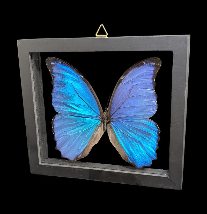 Double Glass Framed Morpho Didius Butterfly-Insects-Natural Insect-PaxtonGate