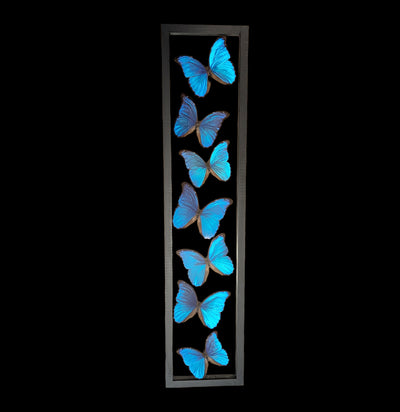 Seven Double Glass Framed Morpho Didius Butterflies-Insects-Natural Insect-PaxtonGate