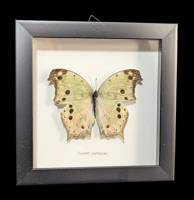 Framed Mother of Pearl Butterfly-Insects-Butterflies By God-PaxtonGate