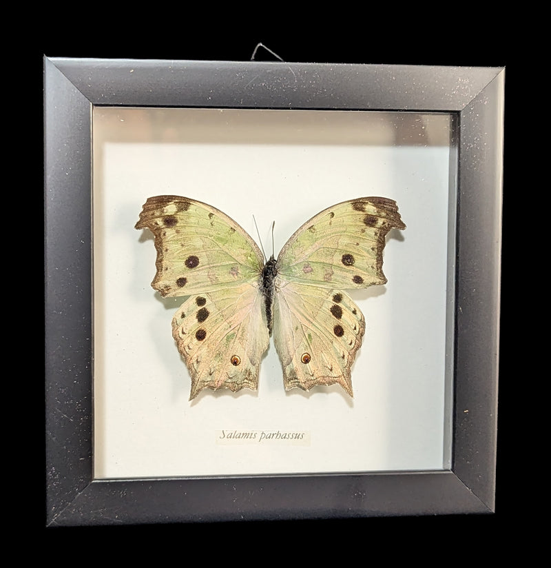 Framed Mother of Pearl Butterfly-Insects-Butterflies By God-PaxtonGate