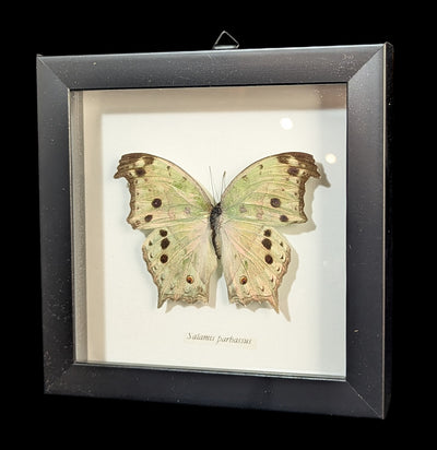 Framed Mother of Pearl Butterfly-Insects-Butterflies By God-PaxtonGate