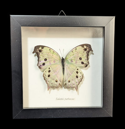Framed Mother of Pearl Butterfly-Insects-Butterflies By God-PaxtonGate