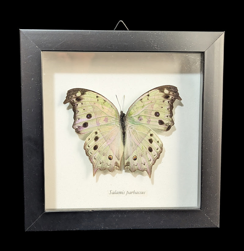 Framed Mother of Pearl Butterfly-Insects-Butterflies By God-PaxtonGate