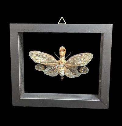 Double Glass Framed Fulgora Laternaria-Insects-Natural Insect-PaxtonGate