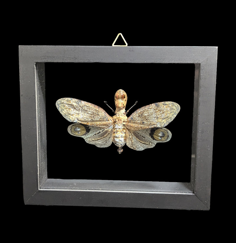 Double Glass Framed Fulgora Laternaria-Insects-Natural Insect-PaxtonGate