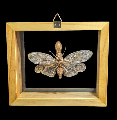 Double Glass Framed Fulgora Laternaria-Insects-Natural Insect-PaxtonGate