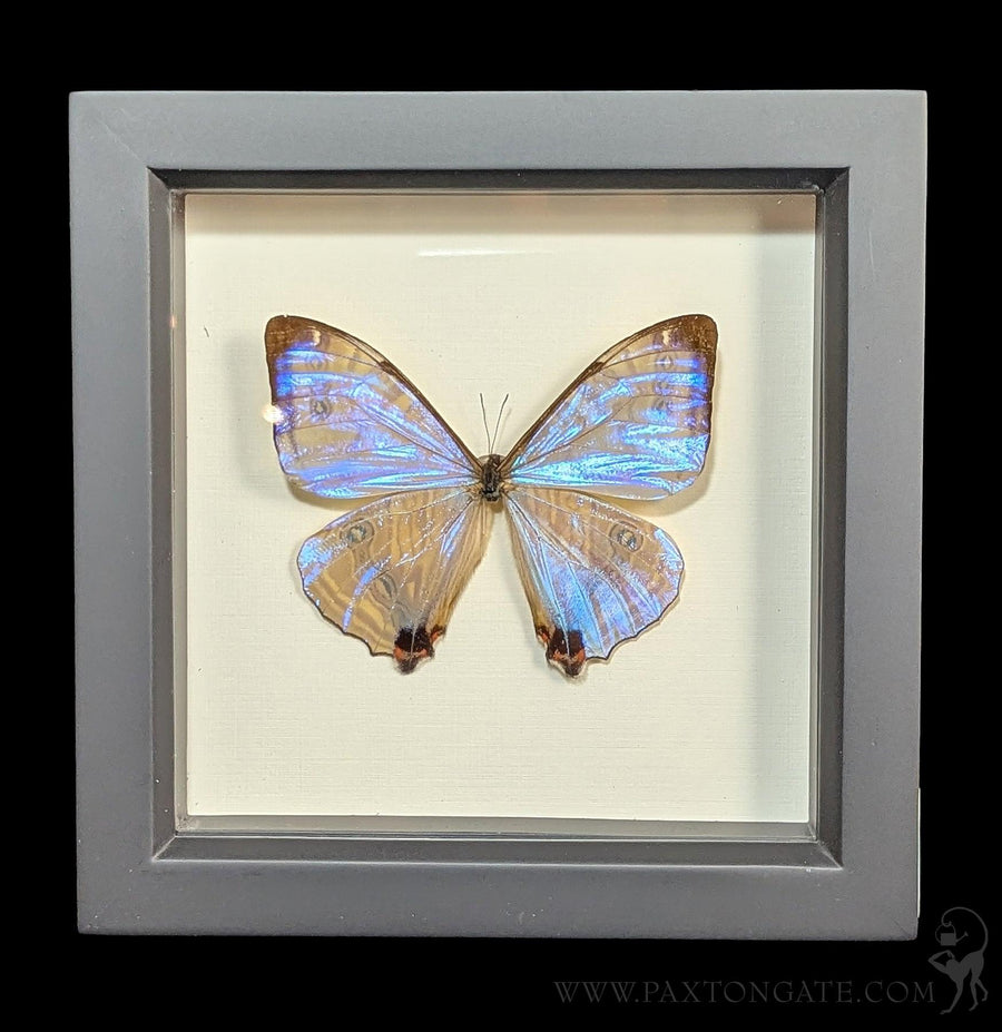Framed Green Banded Urania Moth (Urania leilus) For Sale | Paxton Gate
