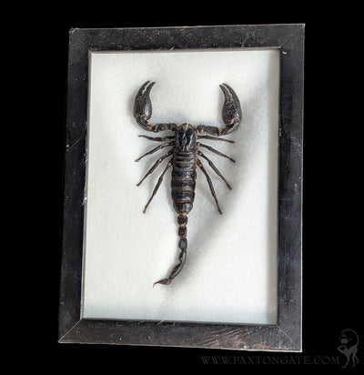 Riker Mounted Black Scorpion-Insects-VIE-PaxtonGate