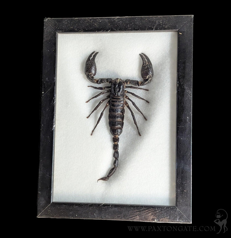 Riker Mounted Black Scorpion-Insects-VIE-PaxtonGate