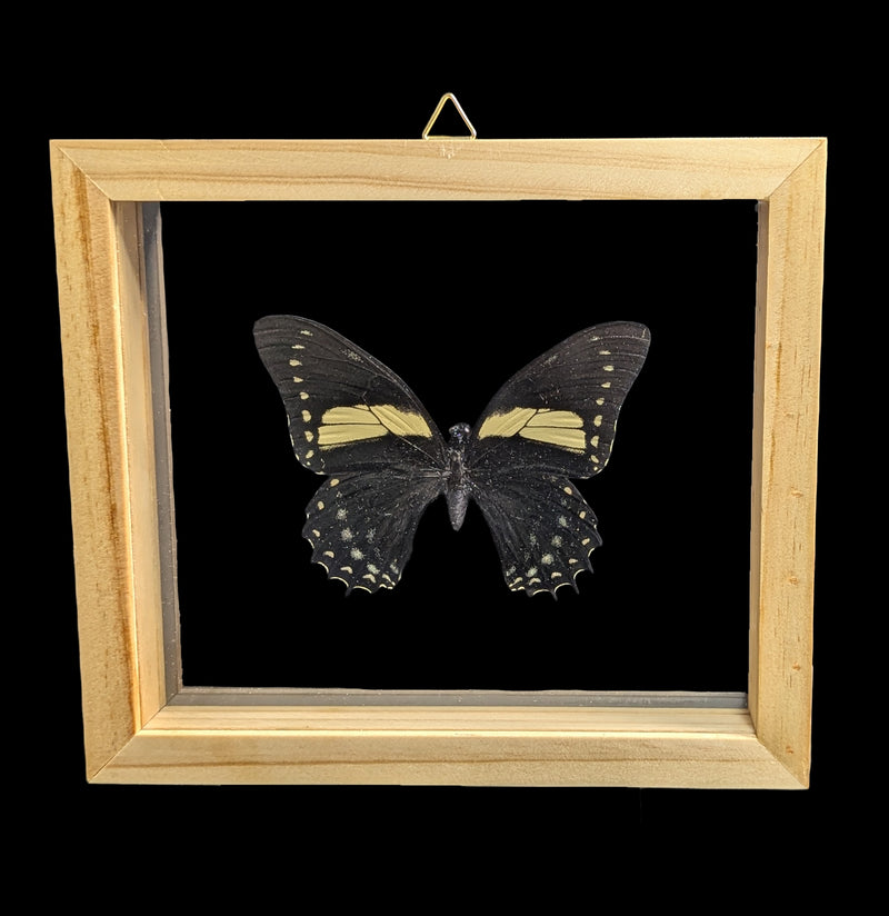 Double Glass Framed Papilio Menatius butterfly-Insects-Natural Insect-PaxtonGate