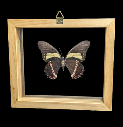 Double Glass Framed Papilio Menatius butterfly-Insects-Natural Insect-PaxtonGate