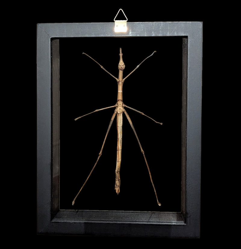 Double Glass Framed Stick Bug-Insects-Natural Insect-PaxtonGate