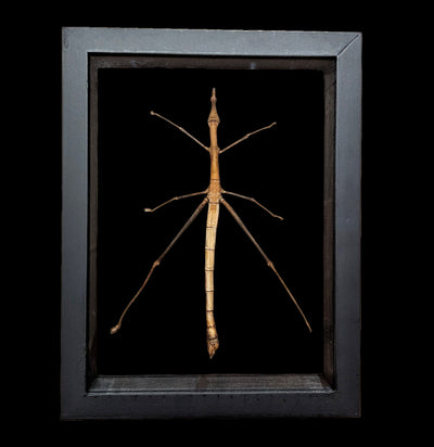 Double Glass Framed Stick Bug-Insects-Natural Insect-PaxtonGate