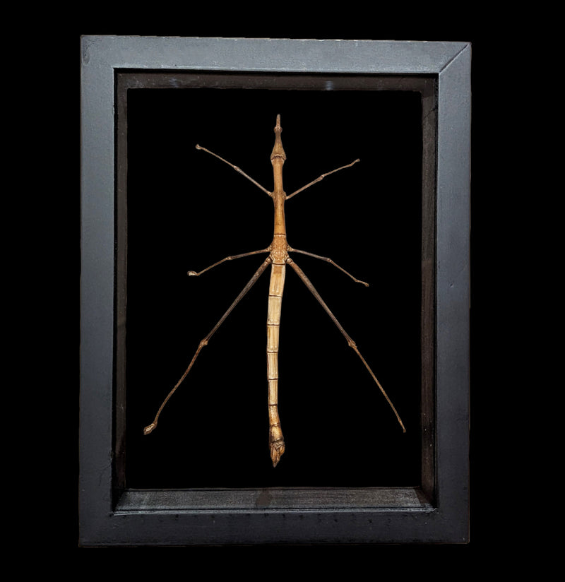 Double Glass Framed Stick Bug-Insects-Natural Insect-PaxtonGate