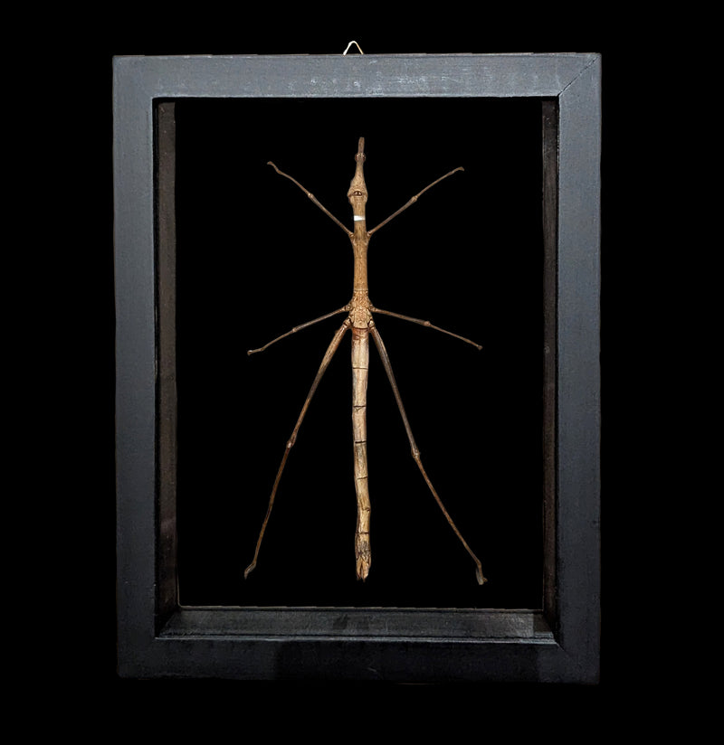 Double Glass Framed Stick Bug-Insects-Natural Insect-PaxtonGate