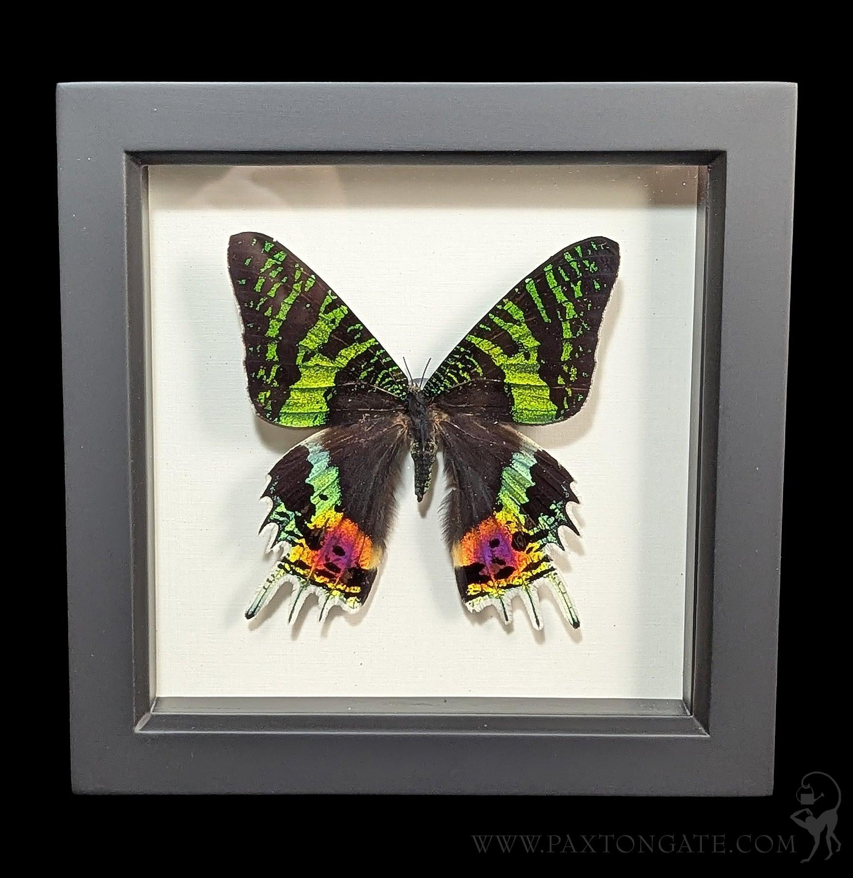 Framed Madagascan Sunset Moth (Chrysiridia rhipheus) For Sale