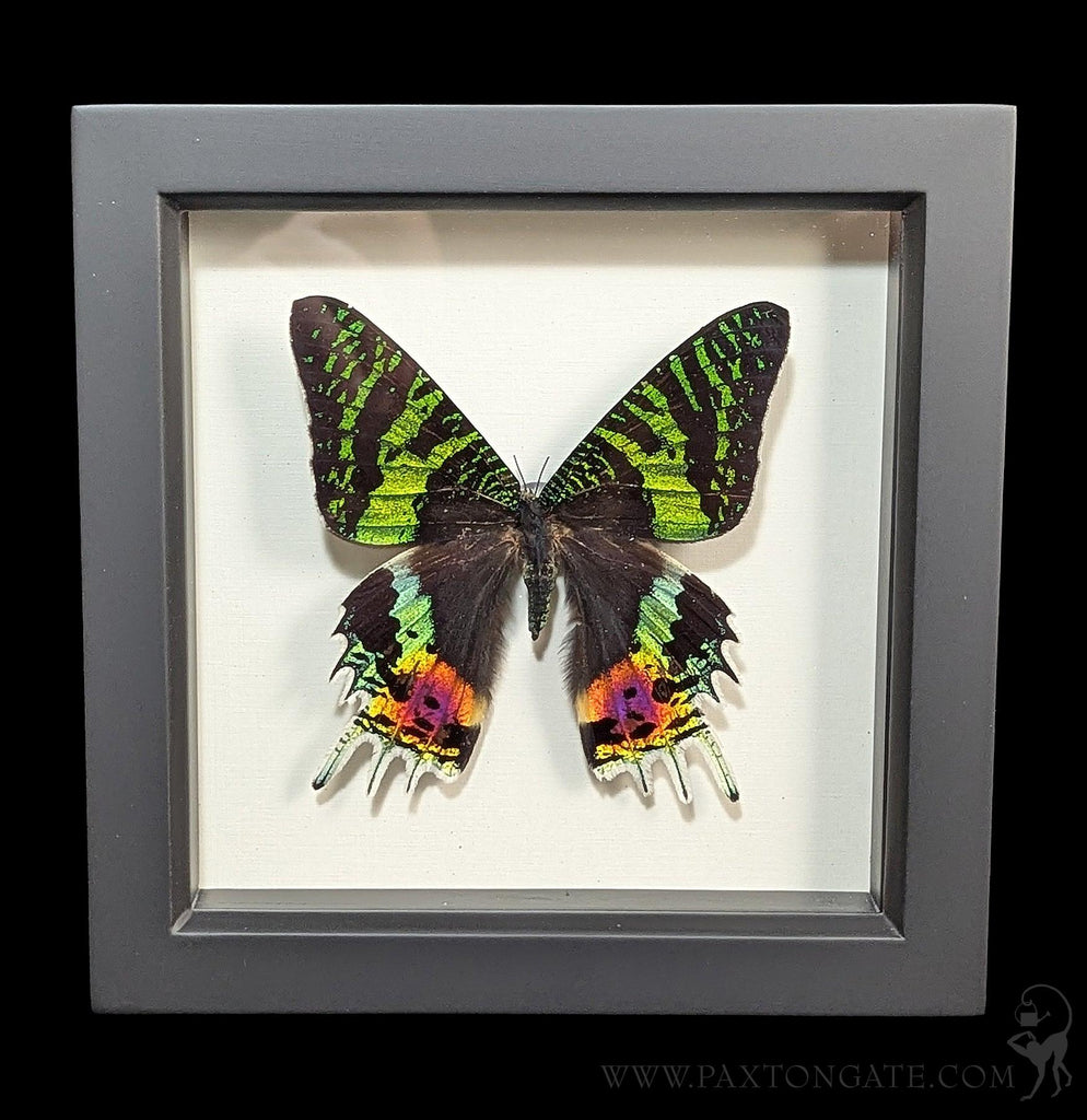Framed Madagascan Sunset Moth (Chrysiridia rhipheus) For Sale