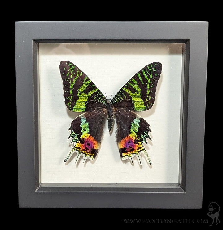 ドウセイカレシ　Butterfly Gloss Framed Madagascan Sunset Moth (Chrysiridia rhipheus) For Sale