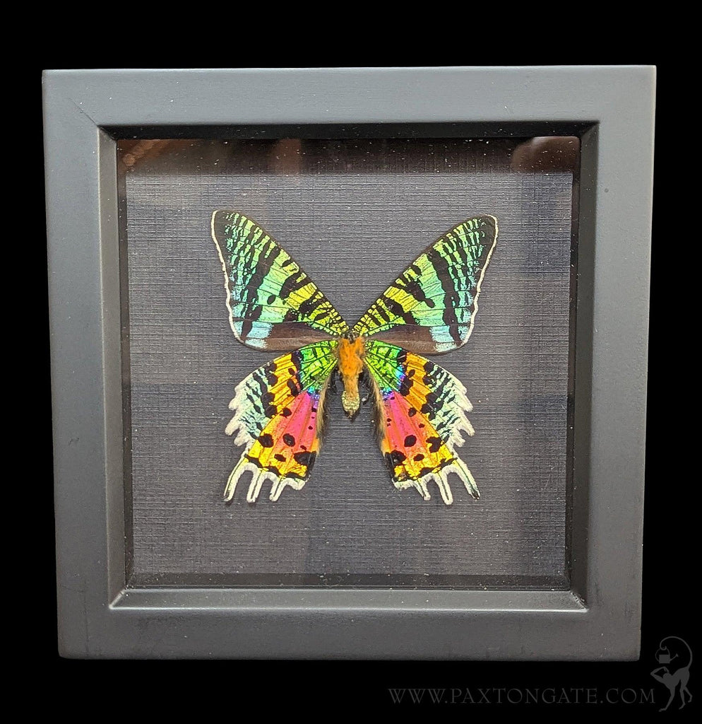 Framed Madagascan Sunset Moth Verso Display For Sale | Paxton Gate